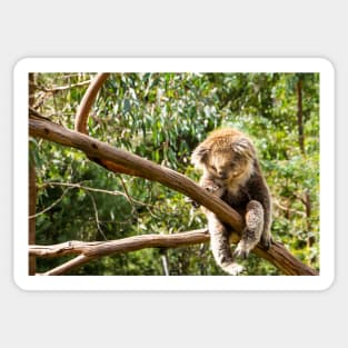 Koala, with legs dangling, in tree limb. Sticker